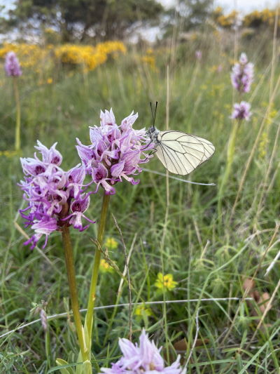 Orchidée de la Jarrigue